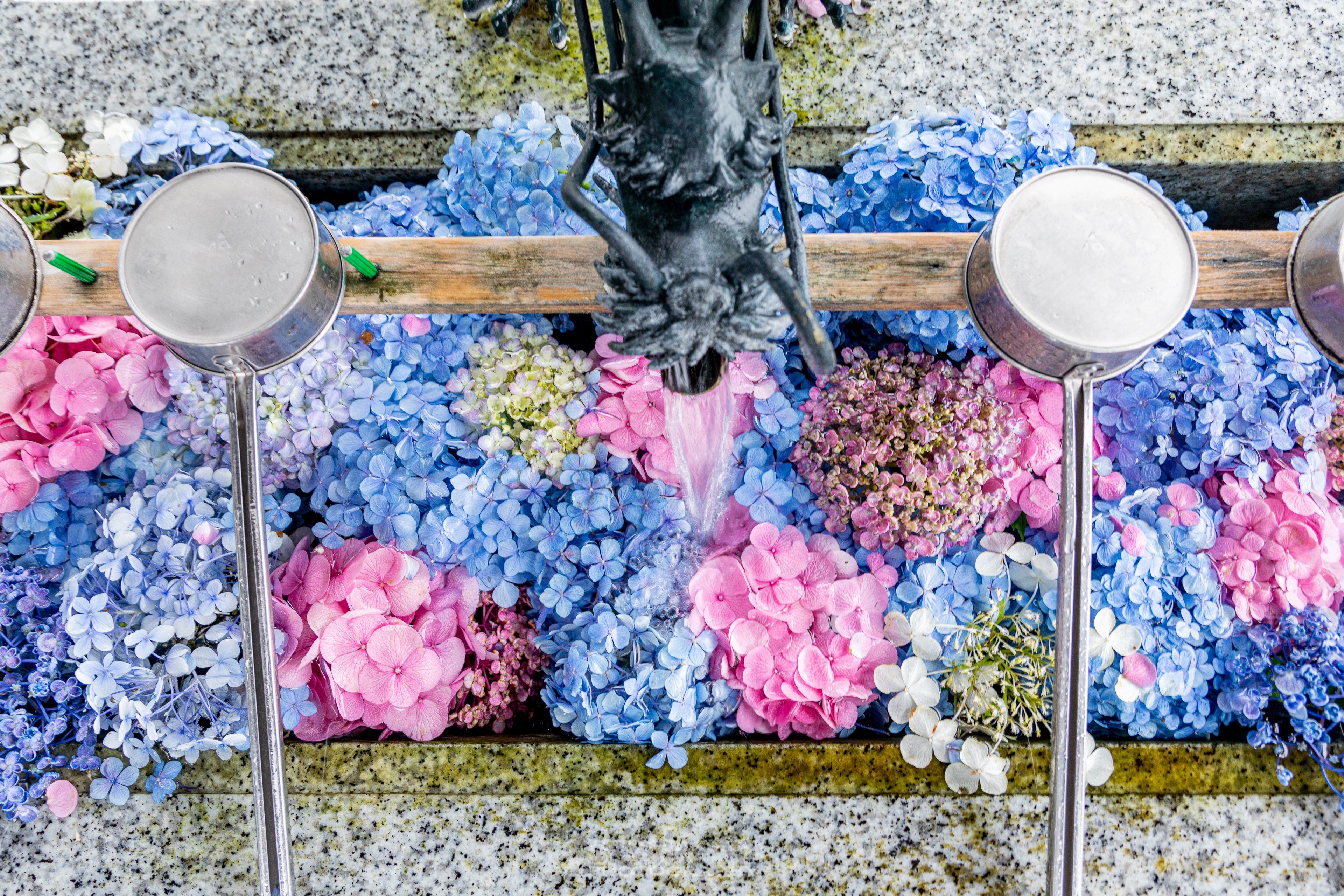 Yuji Shibasaki Photo 川越八幡宮の花手水 近所にも紫陽花の花手水がありました 川越 T Co 6hhtznfs7s Twitter