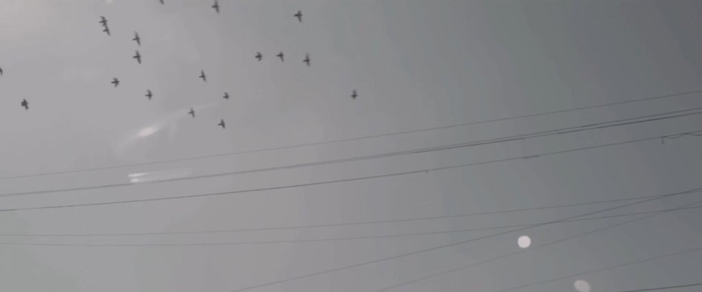 This seems likely - as we see and hear birds chirping at the very beginning of the MV, and then the frame switches to Taehyung as if he was taking images of the birds in the sky. The birds foreshadow of their importance to this entire project: