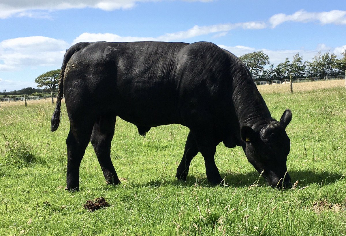 Just what a young Angus bull should be doing - grazing grass. Unless of one of you fine people would like to put him to work. #Forsale #Bonnylad #Readytowork #Borntodoit