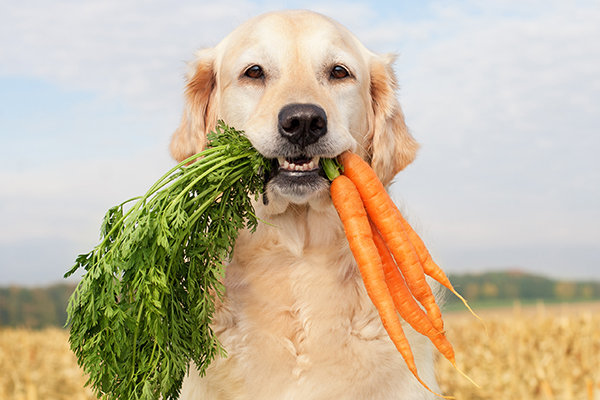 BarkBustersGA's tweet photo. DID YOU KNOW? Carrots are healthy options for dogs &amp; make a nutritious add-in to meals🐾Carrots should make up no more than 10% of your dog's daily calories 🐾

#MondayMotivaton #mondaythoughts #BarkBustersGA #HomeDogTraining #SpeakDog #Carrots #Dogs #DogsHealth https://t.co/MuNo8sjqdI