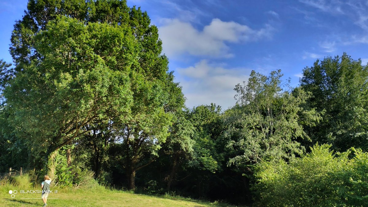 hellforo's tweet photo. #sunny #bluesky #almostclear #landscape #forest #meadows #mountain #walk #oak #roble #chestnut #castaño #maple #arce #holly #acebo #walnut #nogal #hazel #avellano #fern #bramble #mudpath #summer #nature #shot #nofilter #shotonmyblackshark3 https://t.co/WsaLFHUcGL