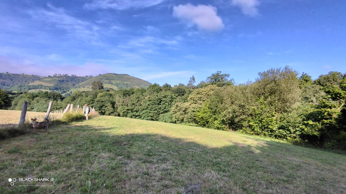 hellforo's tweet photo. #sunny #bluesky #almostclear #landscape #forest #meadows #mountain #walk #oak #roble #chestnut #castaño #maple #arce #holly #acebo #walnut #nogal #hazel #avellano #fern #bramble #mudpath #summer #nature #shot #nofilter #shotonmyblackshark3 https://t.co/WsaLFHUcGL