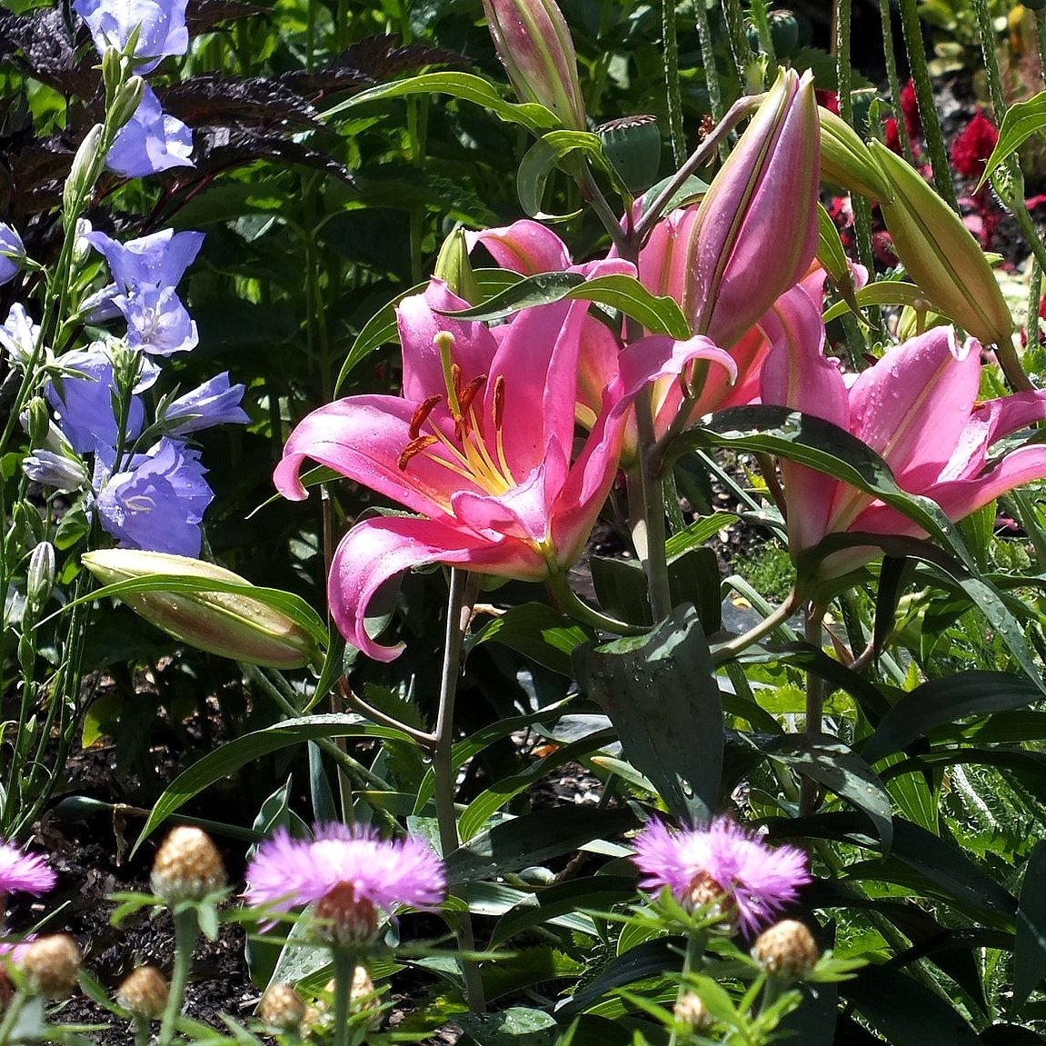 friendsTBcon's tweet photo. Stop by the #pollinators garden at #ThunderBay's Centennial Botanical Conservatory. Loved by bees, butterflies and people alike!🐝🦋🌺
#tbaylovin #gardentourism #CleanGreenBeautiful #tbay #GreenSpace #WellBeing #QualityOfLife https://t.co/hy5uHiTnit