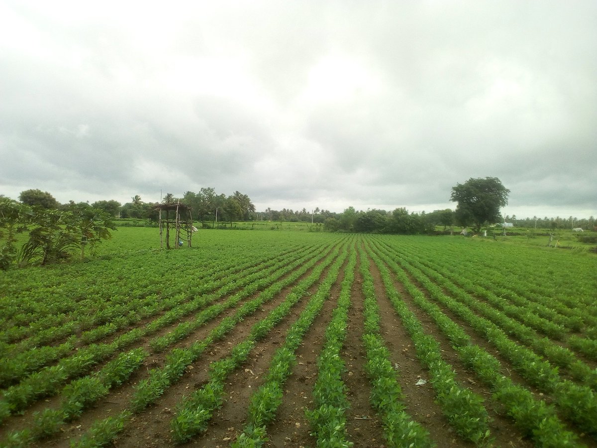 vadhiya_neel14's tweet photo. #ગ્રીન_હરી
#ગીર_જગલ
#my_farm
@GogJunagadh
@MGirsomnath
@InfoGujarat https://t.co/4S0UXfgwyz