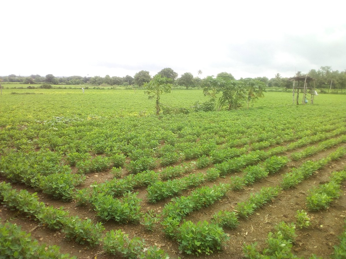 vadhiya_neel14's tweet photo. #ગ્રીન_હરી
#ગીર_જગલ
#my_farm
@GogJunagadh
@MGirsomnath
@InfoGujarat https://t.co/4S0UXfgwyz