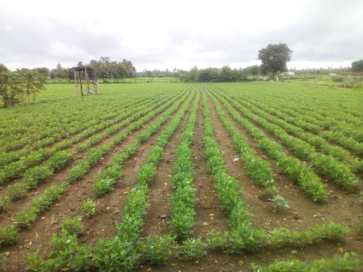 vadhiya_neel14's tweet photo. #ગ્રીન_હરી
#ગીર_જગલ
#my_farm
@GogJunagadh
@MGirsomnath
@InfoGujarat https://t.co/4S0UXfgwyz