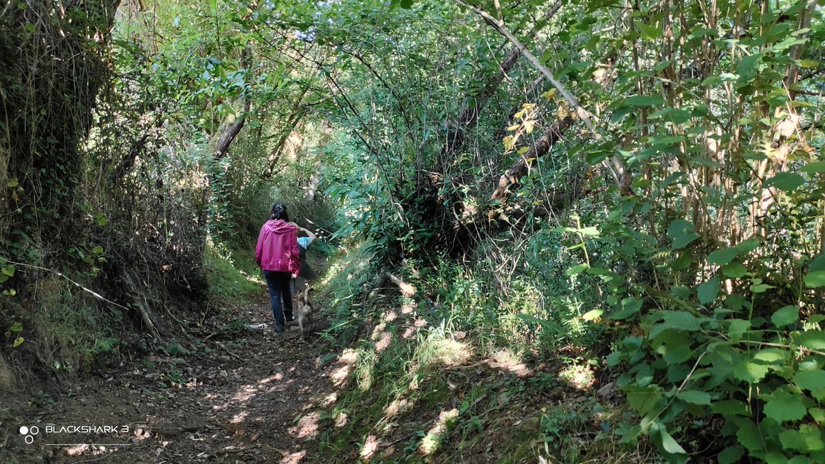 hellforo's tweet photo. Fin de semana silvestre... sin gente 🍀🌱
#sunny #forest #meadows #mountain #walk #oak #roble #chestnut #castaño #maple #arce #holly #acebo #walnut #nogal #hazel #avellano #fern #bramble #mudpath #summer #nature #shot #nofilter #shotonmyblackshark3 https://t.co/UxrcBaYm9e