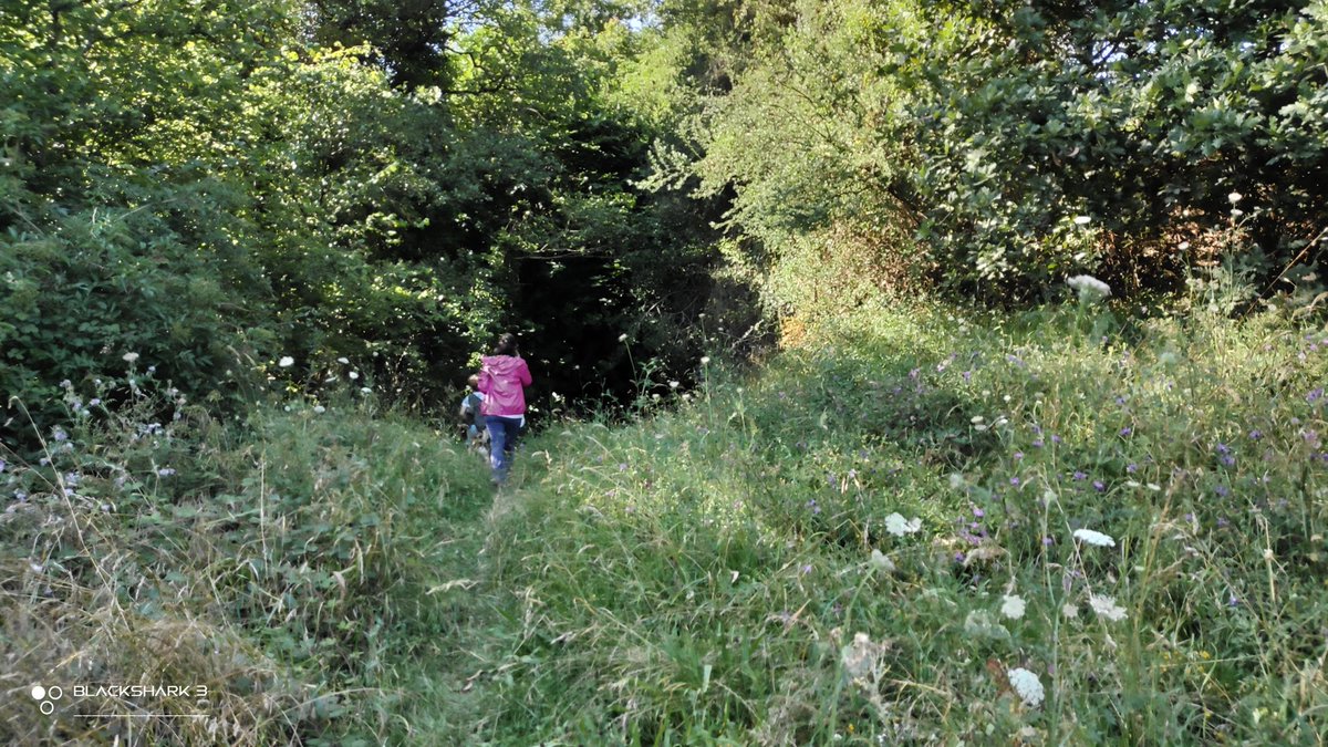 hellforo's tweet photo. Fin de semana silvestre... sin gente 🍀🌱
#sunny #forest #meadows #mountain #walk #oak #roble #chestnut #castaño #maple #arce #holly #acebo #walnut #nogal #hazel #avellano #fern #bramble #mudpath #summer #nature #shot #nofilter #shotonmyblackshark3 https://t.co/UxrcBaYm9e