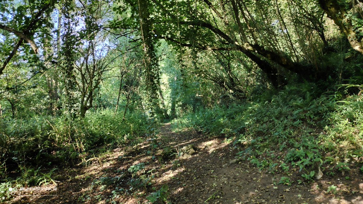 hellforo's tweet photo. Fin de semana silvestre... sin gente 🍀🌱
#sunny #forest #meadows #mountain #walk #oak #roble #chestnut #castaño #maple #arce #holly #acebo #walnut #nogal #hazel #avellano #fern #bramble #mudpath #summer #nature #shot #nofilter #shotonmyblackshark3 https://t.co/UxrcBaYm9e