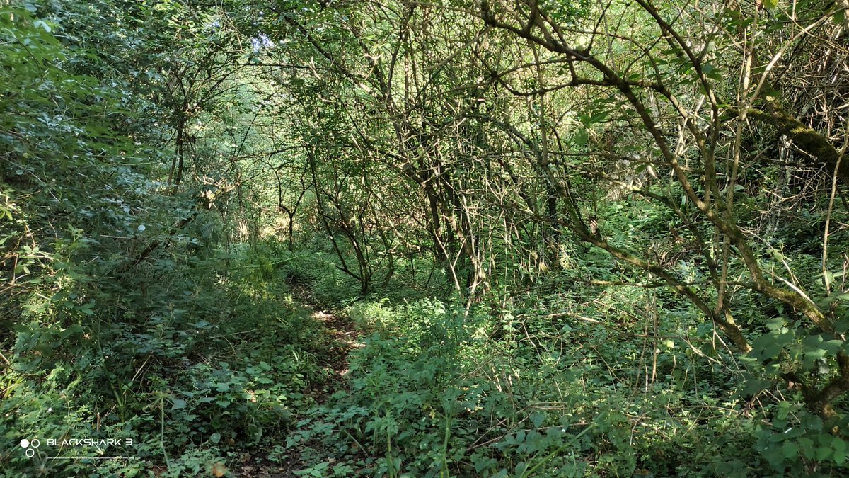 hellforo's tweet photo. Fin de semana silvestre... sin gente 🍀🌱
#sunny #forest #meadows #mountain #walk #oak #roble #chestnut #castaño #maple #arce #holly #acebo #walnut #nogal #hazel #avellano #fern #bramble #mudpath #summer #nature #shot #nofilter #shotonmyblackshark3 https://t.co/UxrcBaYm9e