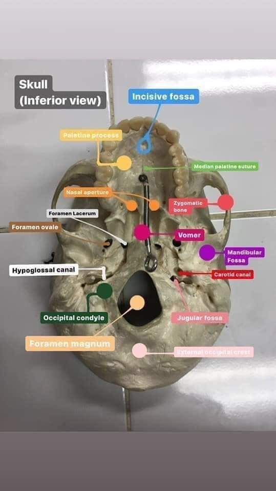 بيت الأشعة ☢️☠️| tweet media