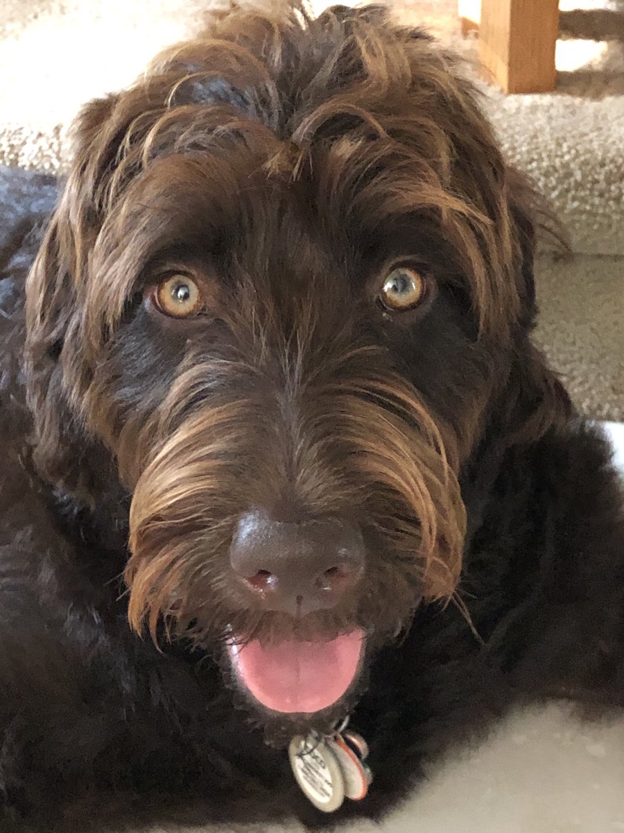 ShelleyHuxley's tweet image. Waste collection day means we walk half as far, but takes twice as long and we sniff three times as much #lifewithadog