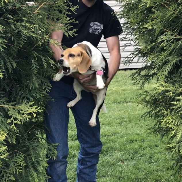 beaglefacts's tweet photo. The #beagle is entirely capable of howling at top volume for hours with no apparent ill effects. #beaglefacts 

📷 @fastjeffy78 / Twitter https://t.co/x3EfqJBenc