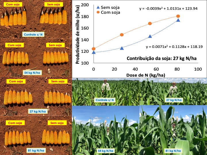 Eabfranc's tweet photo. How much nitrogen maize 2nd crop benefits after soybean harvest? It varies according to variety, weather, soil, and yield, but can be assessed indirectly and quite simply. Check out one trial I carried out last season showing 27 kg N/ha as residual from soybean as 1st crop. https://t.co/KJLzPLGDR8