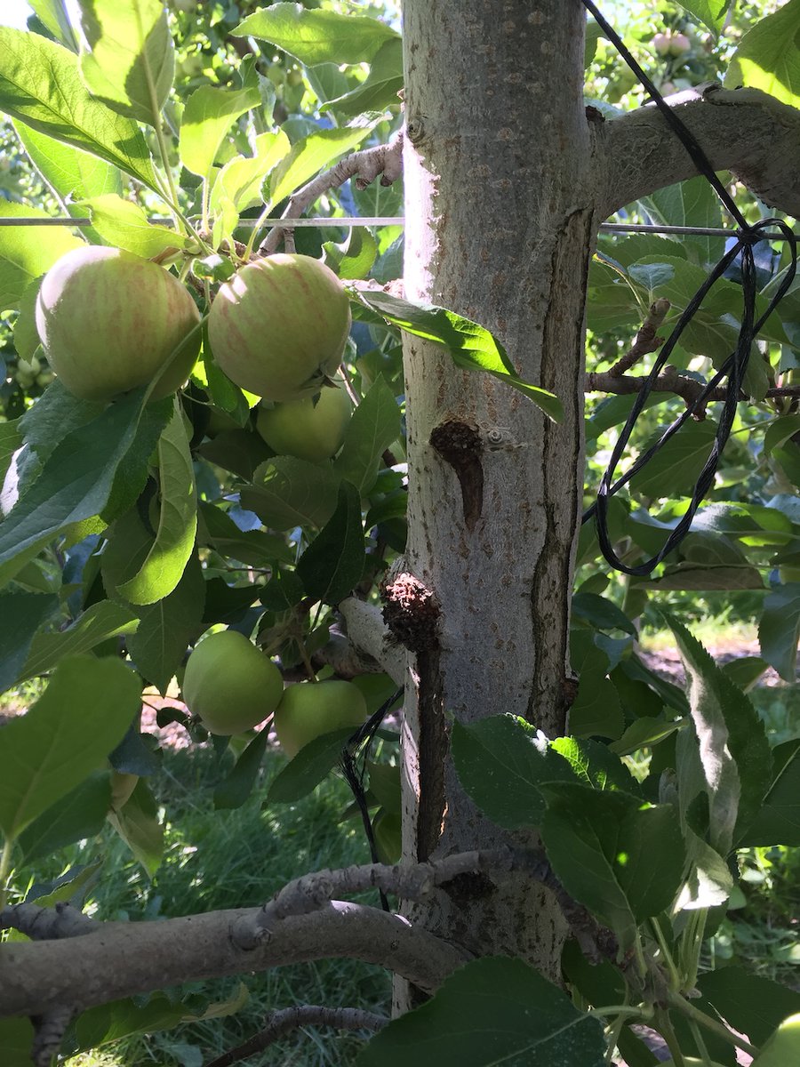 The split bark you see here is an extreme example of one calcium deficiency symptom in fruit and nut trees.  #apples #calcium #calciumdeficiency johnkempf.com/?p=15335