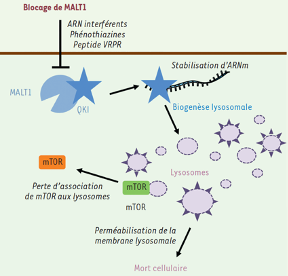 médecine/sciences (@ms_medsci) on Twitter photo Le #glioblastome multiforme - cancer #astrocytaire incurable. Certaines cellules tumorales sont en partie responsables de l’échec thérapeutique. Découvrez comment la #paracaspase MALT1 contribue à la survie de ces cellules. bit.ly/2NMUCQk #openaccess <a href="/LabSoap/">SOAP</a> <a href="/ICO_cancer/">Institut de Cancérologie de l'Ouest</a> Le #glioblastome multiforme - cancer #astrocytaire incurable. Certaines cellules tumorales sont en partie responsables de l’échec thérapeutique. Découvrez comment la #paracaspase MALT1 contribue à la survie de ces cellules. bit.ly/2NMUCQk #openaccess <a href="/LabSoap/">SOAP</a> <a href="/ICO_cancer/">Institut de Cancérologie de l'Ouest</a>