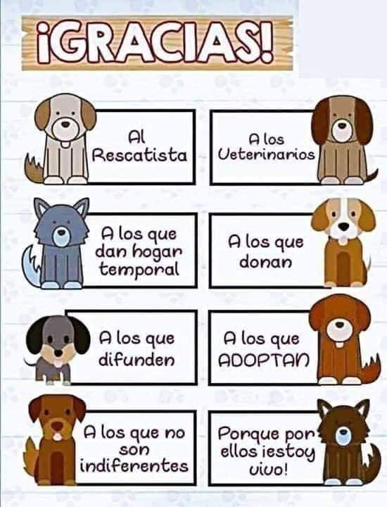 deltarescat's tweet photo. #adoptanocompres #acull #difon #ajuda #DeltaRescat https://t.co/hZ9FLBzTKN