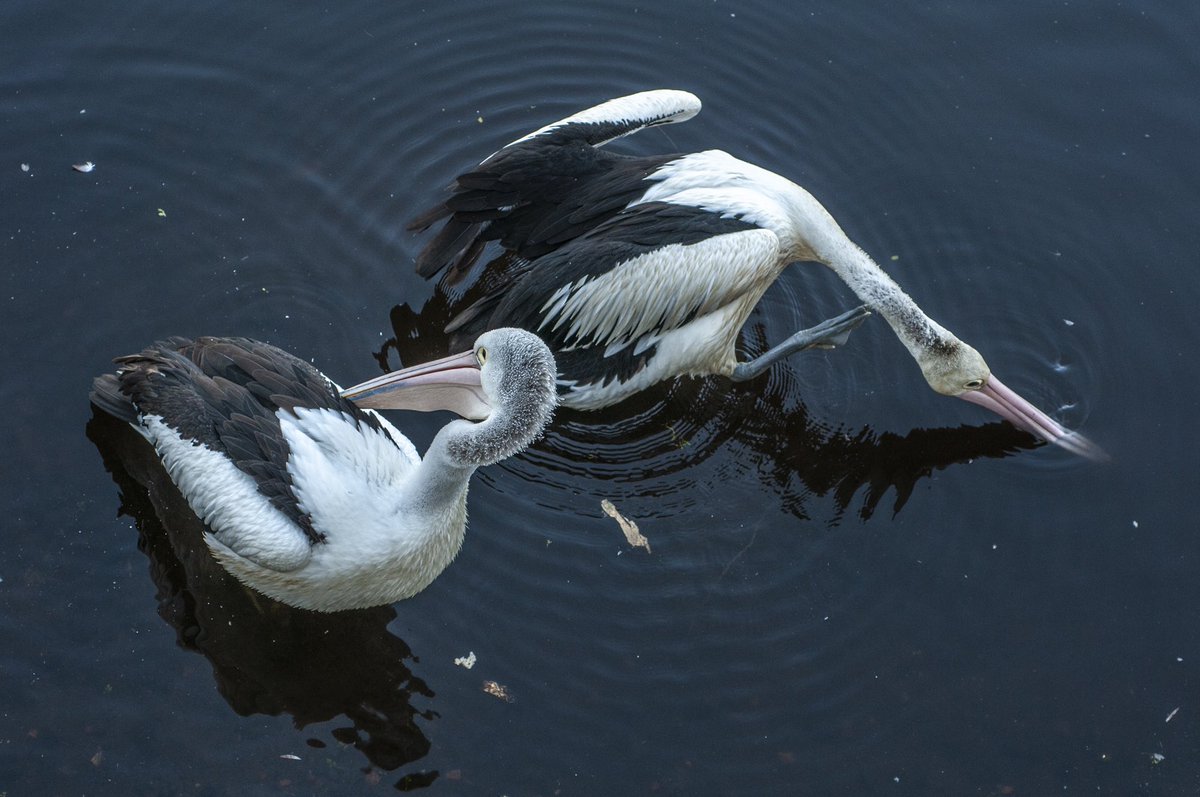 dcsmartinelli's tweet photo. It is amazing Pelicans behaving like canines. https://t.co/Dp8rWEMOKj