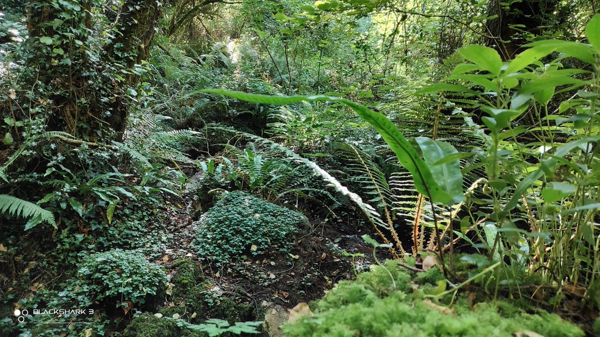 hellforo's tweet photo. Por la tierra siempreverde... sin gente🍀🌱
#stream #arroyo #sunny #forest #meadows #mountain #walk #oak #roble #chestnut #castaño #maple #arce #holly #acebo #walnut #nogal #hazel #avellano #fern #bramble #mudpath #summer #nature #shot #nofilter #shotonmyblackshark3 https://t.co/CQUIzUjWch