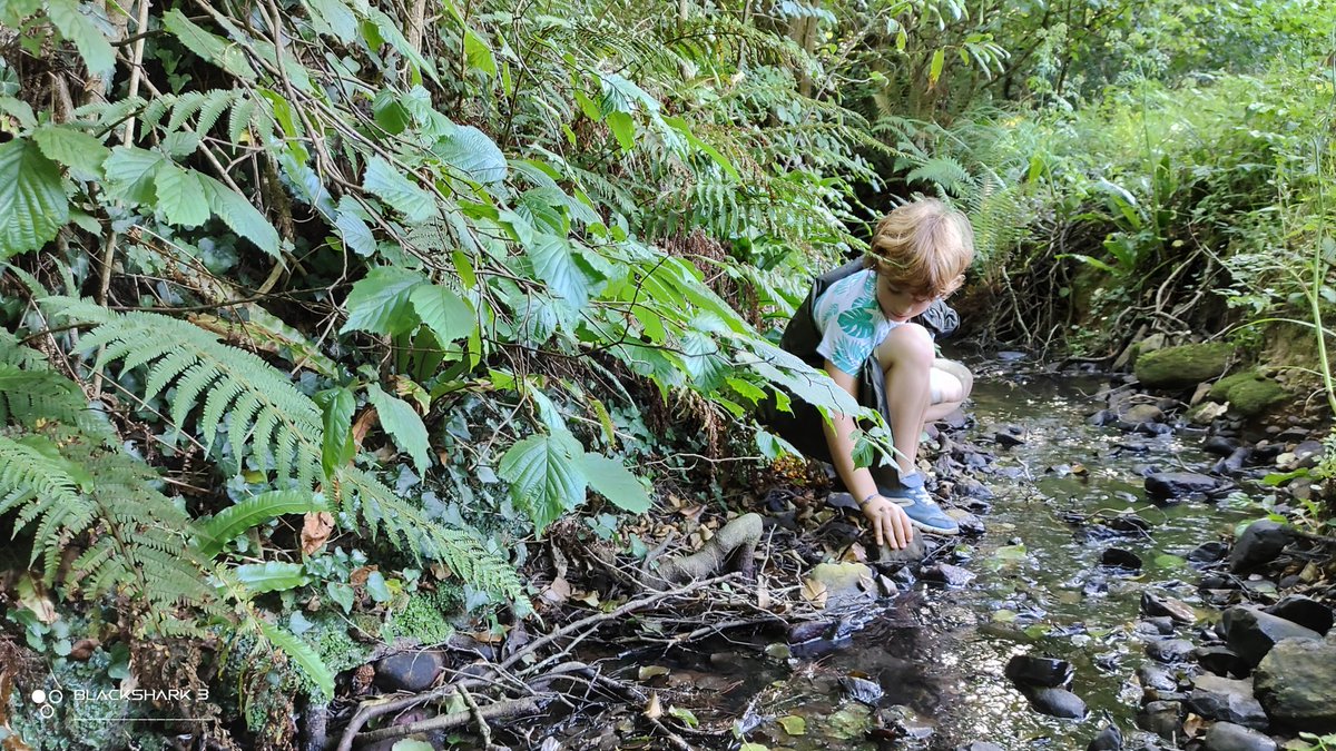 hellforo's tweet photo. Por la tierra siempreverde... sin gente🍀🌱
#stream #arroyo #sunny #forest #meadows #mountain #walk #oak #roble #chestnut #castaño #maple #arce #holly #acebo #walnut #nogal #hazel #avellano #fern #bramble #mudpath #summer #nature #shot #nofilter #shotonmyblackshark3 https://t.co/CQUIzUjWch
