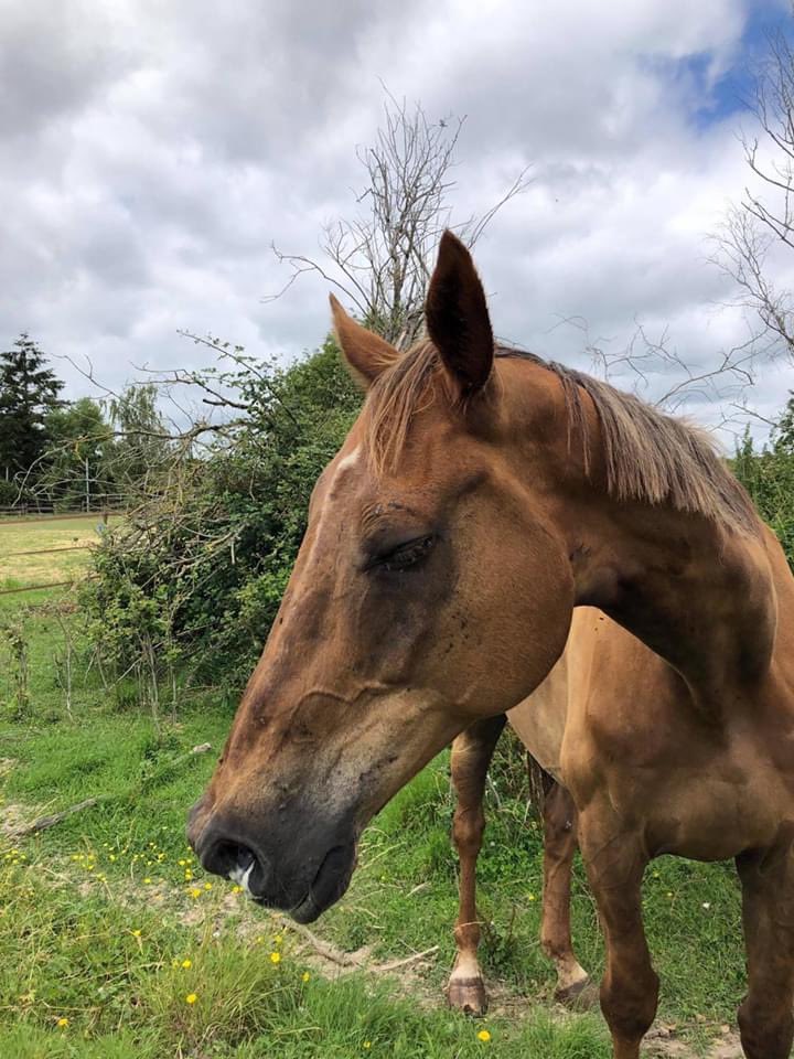 LegendreMandy's tweet photo. @B_Castaldi Bonjour je tenais à vous écrire par rapport à votre cheval vous souvenez vous de otello mouche ce beau alezan avec vous sortiez en CSI es aujourd’hui entre la vie et la mort a cause de la bêtise humaine. Si vous aviez un peu d’amour pour ce cheval aidé nous https://t.co/upbW4c2RPG