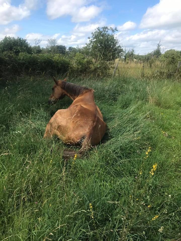 LegendreMandy's tweet photo. @B_Castaldi Bonjour je tenais à vous écrire par rapport à votre cheval vous souvenez vous de otello mouche ce beau alezan avec vous sortiez en CSI es aujourd’hui entre la vie et la mort a cause de la bêtise humaine. Si vous aviez un peu d’amour pour ce cheval aidé nous https://t.co/upbW4c2RPG