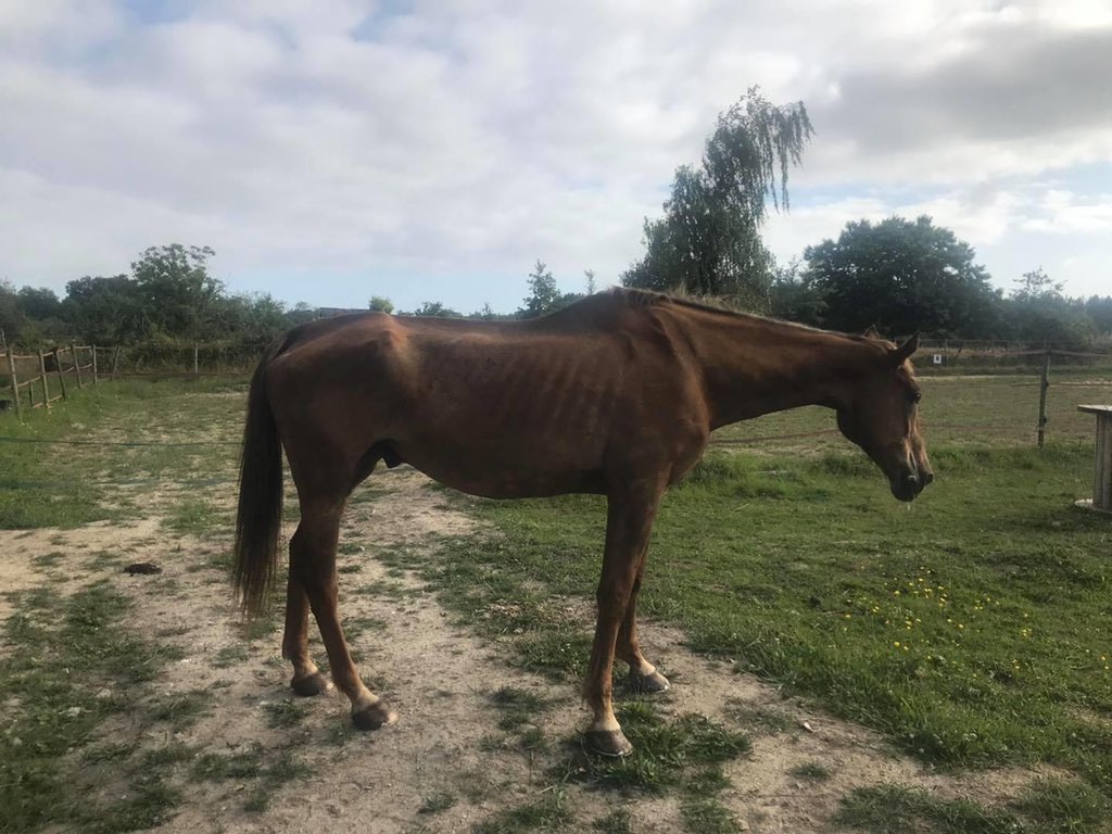 LegendreMandy's tweet photo. @B_Castaldi Bonjour je tenais à vous écrire par rapport à votre cheval vous souvenez vous de otello mouche ce beau alezan avec vous sortiez en CSI es aujourd’hui entre la vie et la mort a cause de la bêtise humaine. Si vous aviez un peu d’amour pour ce cheval aidé nous https://t.co/upbW4c2RPG