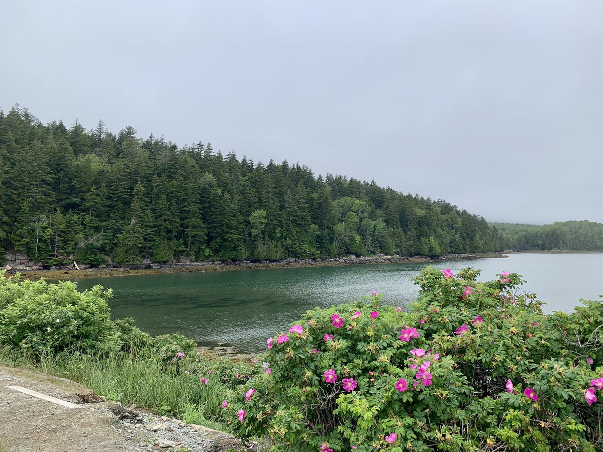 Essau1969's tweet photo. #MondayMorning #Maine some fog but it will burn off and be a great day! #Coffee โ๏ธ #JavaMe ๐ https://t.co/ygpMg2odN7