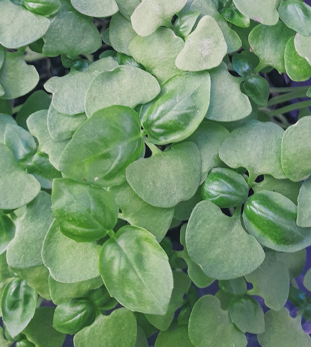Vegzfr's tweet photo. Le goût prononcé des micro-pousses de basilic apportent un supplément de saveur sucrée aux plats! 🌱🍽️
#microgreen #basilic #growlocal #healthy #veganfood #vegan  #indoor #potager #fresh #local #food #gastronomy #chef #gastronomie #cuisine #restaurant #recette #gourmandcroquant https://t.co/1wI0CaIXJr