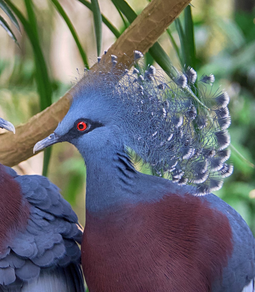   #BestOfCrest ROUND1 (pt1/32)  Victoria crowned pigeon(Left  ucumari)      VS Red-fan parrot(Right  Geek2Nurse)Who has the  #BestOfCrest? Cast your vote in the poll below!  #GuessTheCrest  #Ornithology  #Birds  #TeamBird