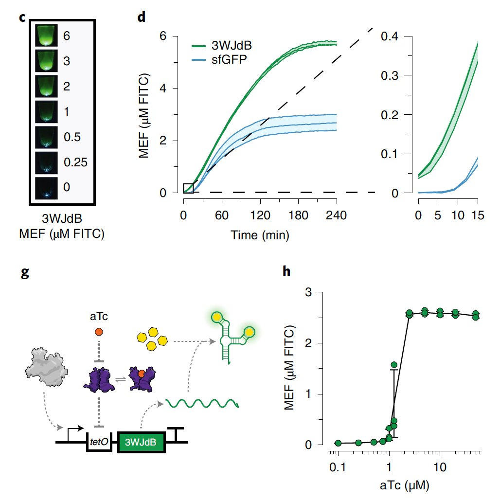 Programming the transcription factor operator sequence to be between a T7 promoter and a broccoli sequence creates a regulated transcription reaction that responds to a chemical target. By using only RNA we can generate signals faster than by using GFP! (3/10)