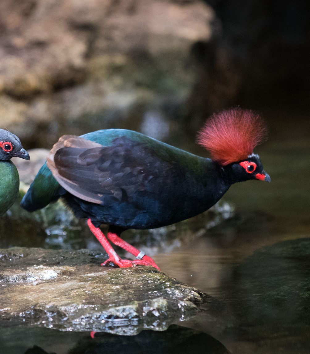   #BestOfCrest ROUND1 (pt6/32)  Crested partridge(Left  Cloudtail the Snow Leopard)      VS Boat-billed heron(Right  Dick Daniels)Who has the  #BestOfCrest? Cast your vote in the poll below!  #GuessTheCrest  #Ornithology  #Birds  #TeamBird