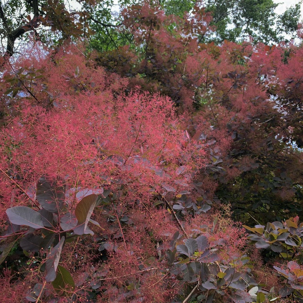 The National Collection of Cotinus is in flower, the smokey blooms show off why it’s common name is the Smoke Bush. #thorpperrow #arboretum #nationalcollection #nationalplantcollection #cotinus #smokebush