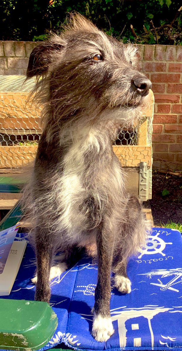 Cidadão, não. Cachorro, muito melhor do que vocês.