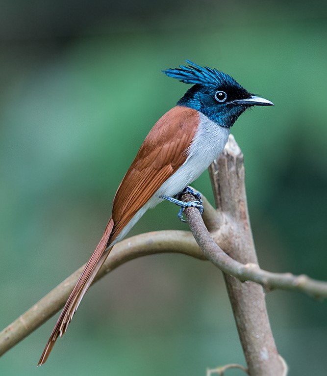   #BestOfCrest ROUND1 (pt7/32)  Indian paradise flycatcher(Left  Koshy Koshy)      VS Belted kingfisher(Right  Rick Leche)Who has the  #BestOfCrest? Cast your vote in the poll below!  #GuessTheCrest  #Ornithology  #Birds  #TeamBird