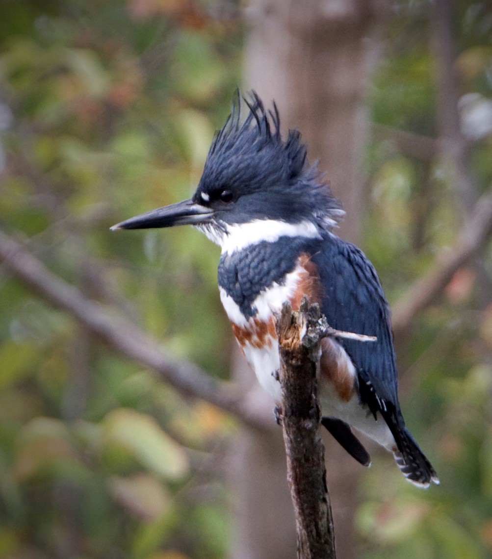   #BestOfCrest ROUND1 (pt7/32)  Indian paradise flycatcher(Left  Koshy Koshy)      VS Belted kingfisher(Right  Rick Leche)Who has the  #BestOfCrest? Cast your vote in the poll below!  #GuessTheCrest  #Ornithology  #Birds  #TeamBird