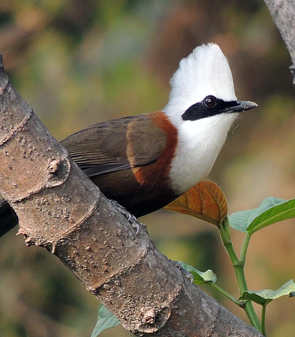   #BestOfCrest ROUND1 (pt8/32)  Great crested grebe(Left  Corine Bliek)      VS White-crested laughingthrush(Right  nbu birds)Who has the  #BestOfCrest? Cast your vote in the poll below!  #GuessTheCrest  #Ornithology  #Birds  #TeamBird