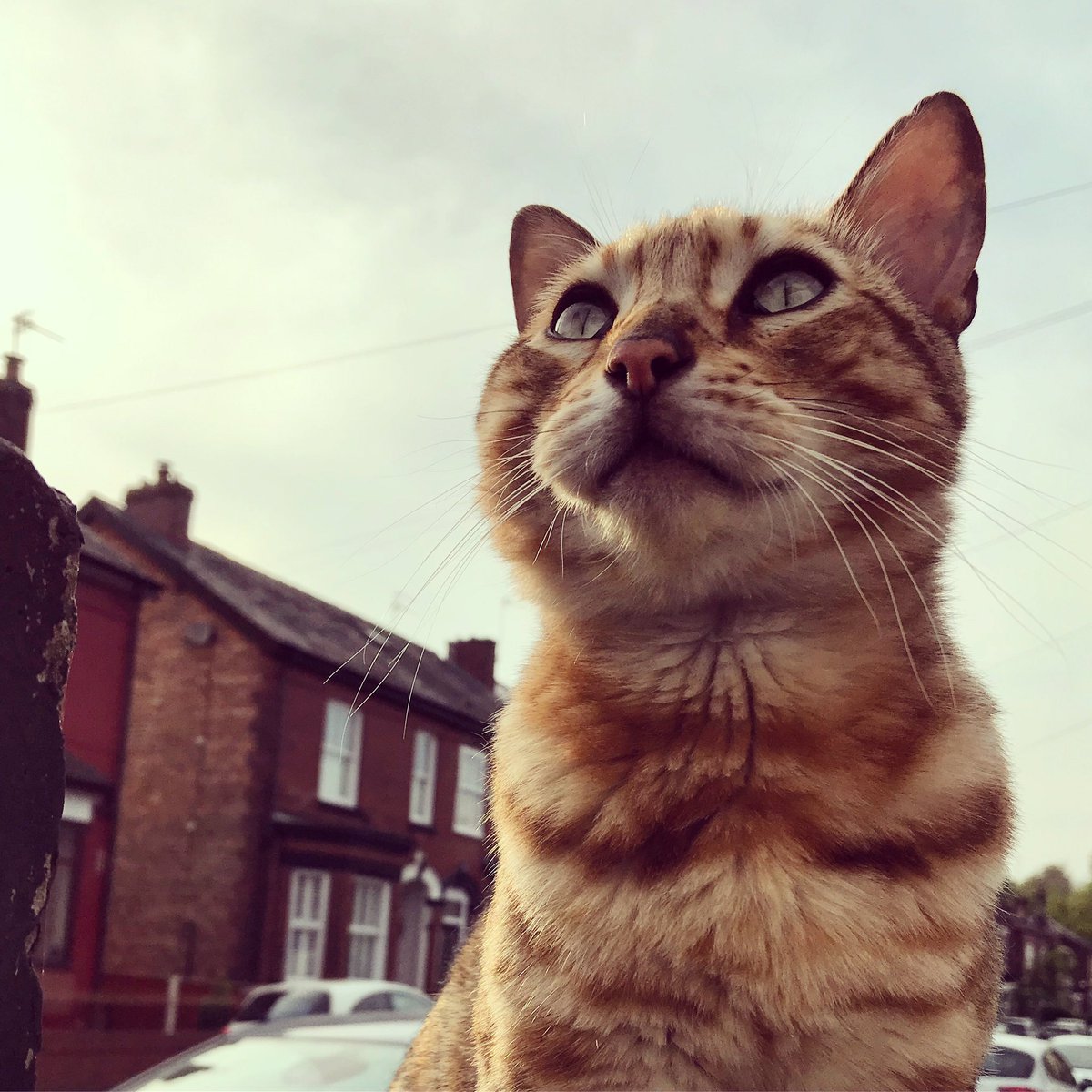 Has anyone in #Monton seen Snickers the cat? He’s an adult male Bengal, neutered, with no collar, missing from Algernon St. Last seen early Sunday am; has plenty of form getting trapped in homes / sheds! Please keep an eye out for him! Any info to Holly 07756149851. Thank you! X