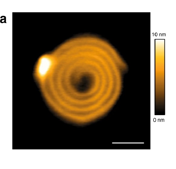 NanoWorld's tweet photo. Human ESCRT-III polymers assemble on positively curved membranes and induce helical membrane tube formation - https://t.co/RXYaWCfjkA #ESCRT #BiologicalPhysics #highspeedAFM #AFMprobes #AFM探针 #SPMプローブ #原子力显微镜 https://t.co/BoVAWsJC8X