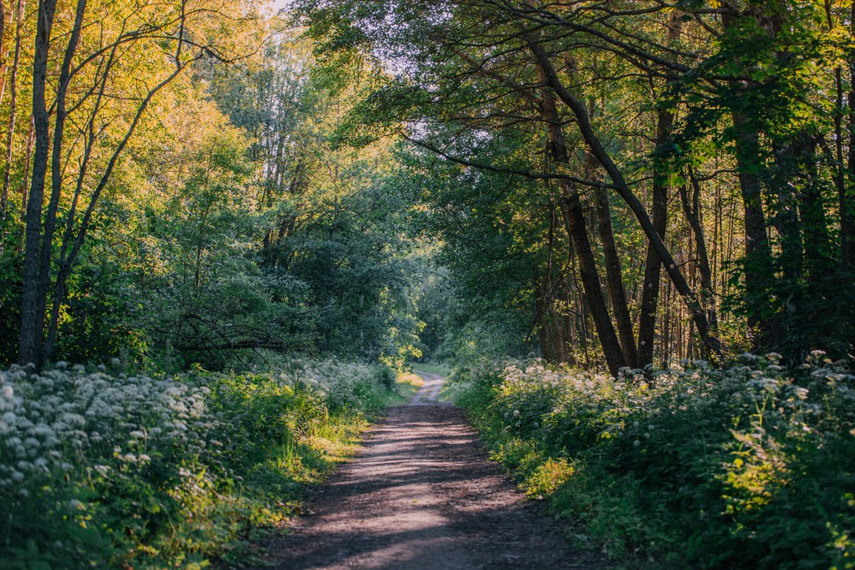 FinAmbSthlm's tweet photo. "Doften av linnea, böljans gång
allt det gör jag till mitt hjärtas sång."
I Eino Leinos dikter är livet ofta vackert och kort. Ro övergår till oro. Allt blommar snabbt och vissnar igen. Idag är hans födelsedag, som i Finland firas som Diktens och sommarens dag.
📸Julia Kivelä/Hki https://t.co/yRoWjjxeiU