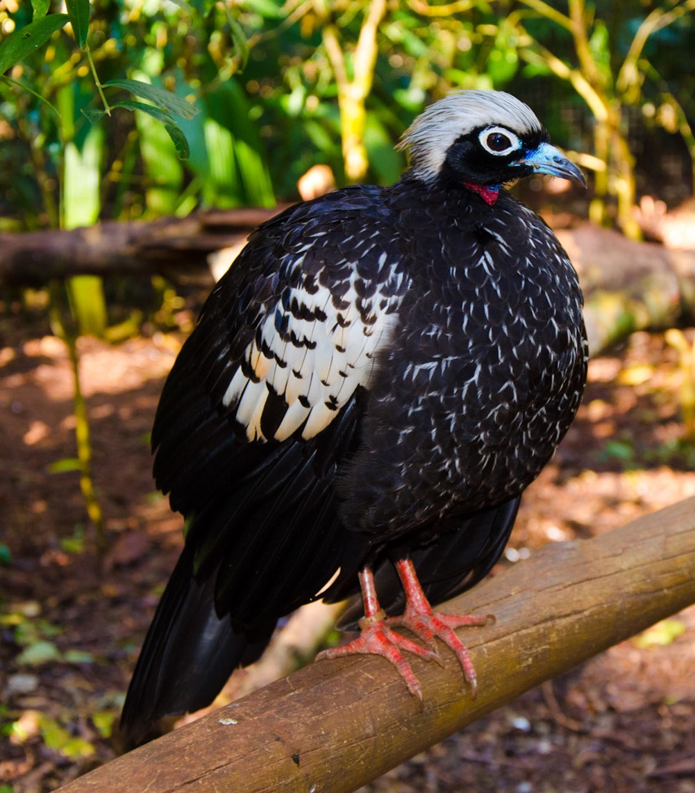   #BestOfCrest ROUND1 (pt3/32)  Black-fronted piping guan(Left  Alexandre Augusto)      VS Greater prairie chicken(Right  SloBirdr)Who has the  #BestOfCrest? Cast your vote in the poll below!  #GuessTheCrest  #Ornithology  #Birds  #TeamBird