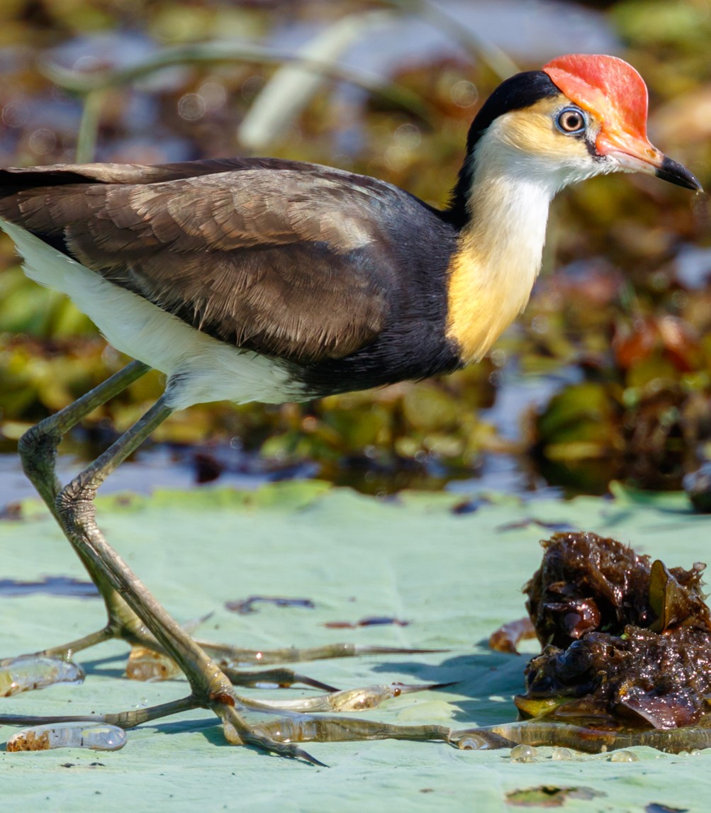   #BestOfCrest ROUND1 (pt4/32)  Horned guan(Left  Brendan Ryan)      VS Comb-crested jacana(Right  Kazredracer)Who has the  #BestOfCrest? Cast your vote in the poll below!  #GuessTheCrest  #Ornithology  #Birds  #TeamBird