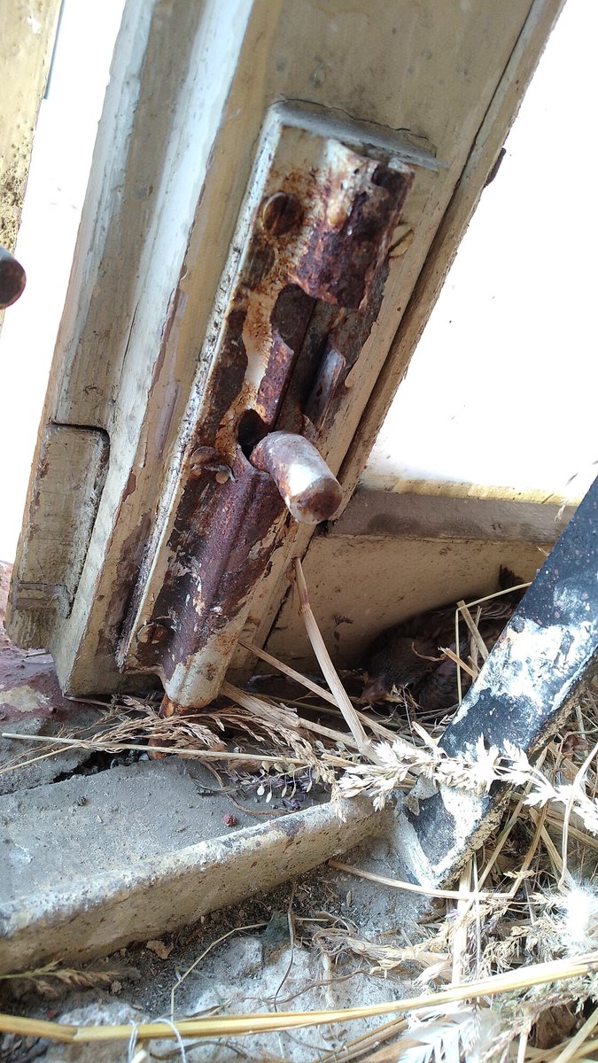amitrathee09's tweet photo. @AnkitKumar_IFS @WalkThroughIn Lock down surprise...when I was away for few months..window remained open..now they speak for 12 hours. Sir can you identify this species? https://t.co/Ca9Bhh0qOW