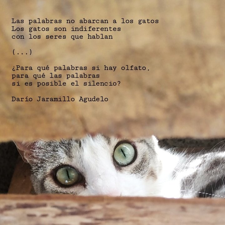 jennygiraldo's tweet photo. Y para empezar la semana, un poema con ojos de gata.

(Las palabras son de Darío Jaramillo Agudelo y la mirada de Guadalupe) https://t.co/z9n2v7L6sn