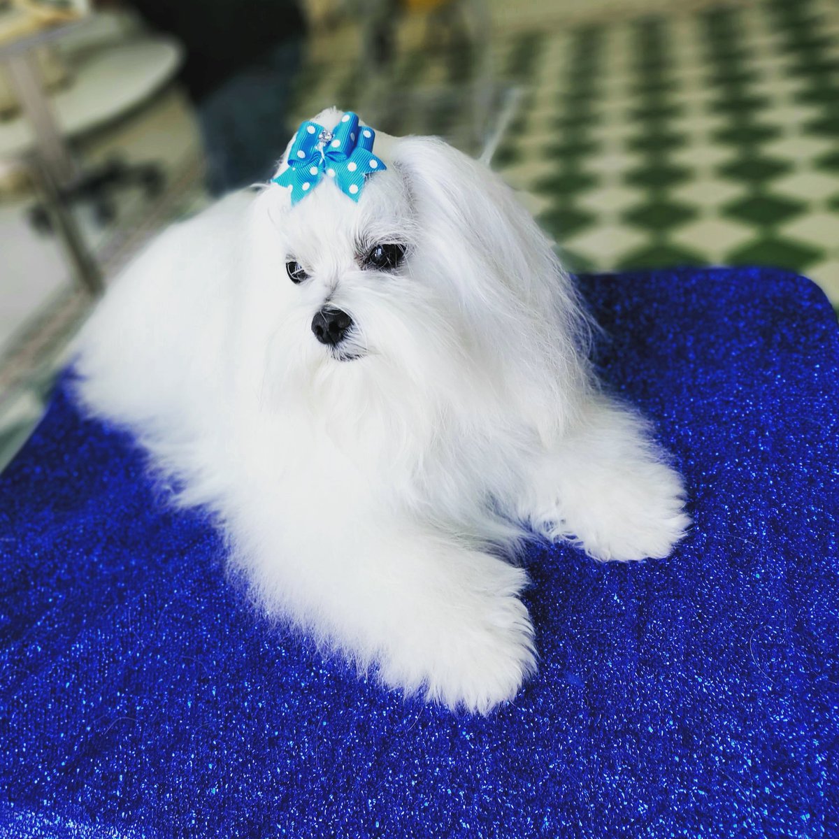 ShowerBeauty's tweet photo. Perché lui sa quanto è bello 😎#Creed #palermosoho #tempoprezioso #beautiful #petgroomer #prezioso #beautifulgirls #giorgioprezioso #groomer #showerdogbeautyespa #groomers #palermocity #rossoprezioso #malteseofinstagram #maltese #igerspalermo #palermo #prilaga #beautifulday https://t.co/dfUD6qivhe