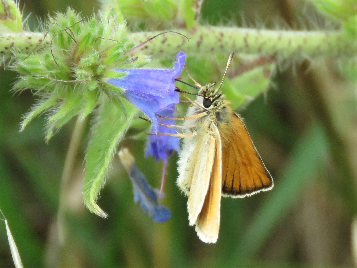 Adult and juvenile Green Woodpeckers and a male and female Large Skipper at the Waterworks Nature Reserve this morning.