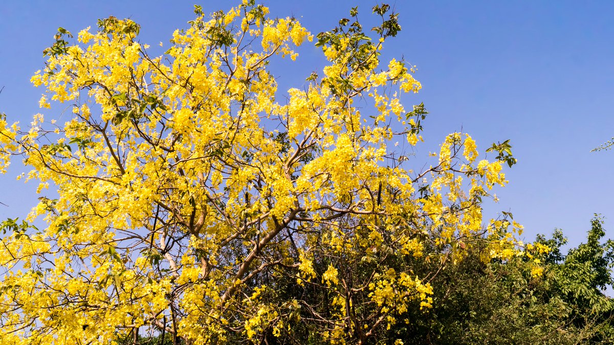 @Dainik_Jagaran
 Don't know if your reporter spent even a minute inside the #AravaliBiodiversityPark This isn't responsible reportage. Pl see pics taken last month even BEFORE the rains hit. 
<a href="/I_Am_Gurgaon/">iamgurgaon</a>
 has done a fantastic job of re-wilding the place. It looks lush green now
