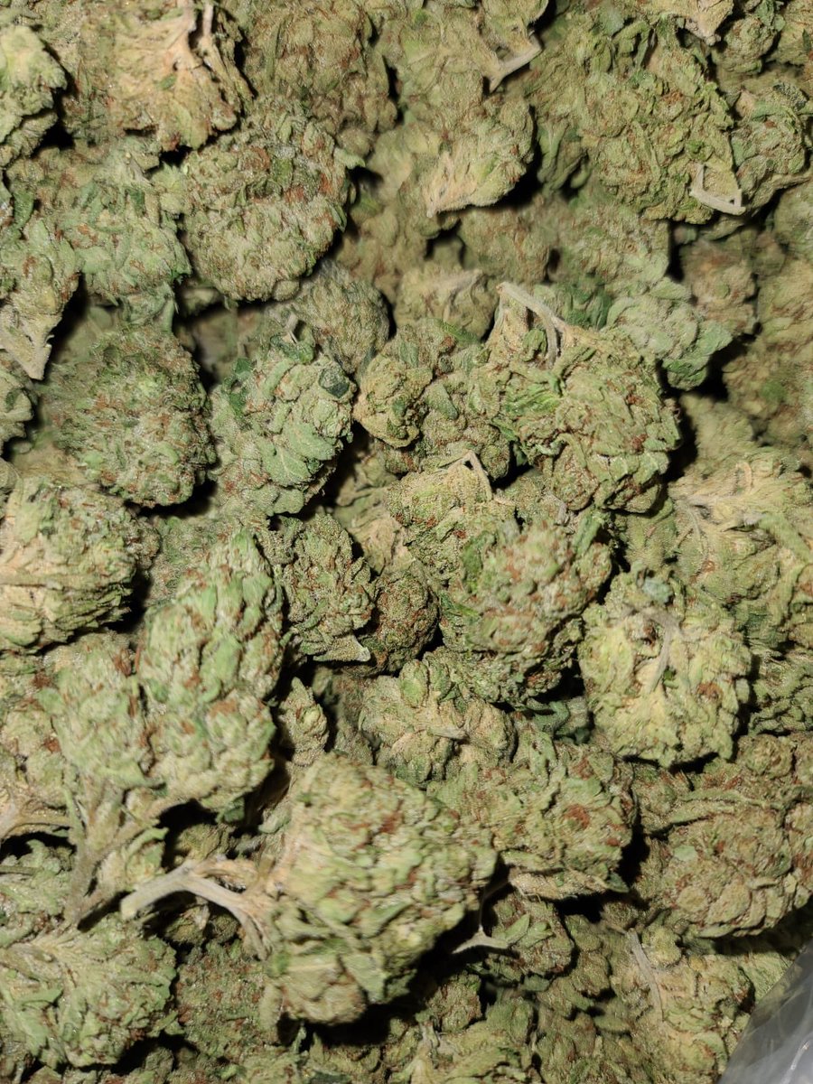 NUGS_stock's tweet photo. Good morning Cannabis Strategic Ventures shareholders. Today we continue to share w/you our $NUGS #farm top sellers. “Kosher Kush” Winner of High Times #Cannabis Cup’s Best #Indica in 2010 and 2011, as well as Best Strain in 2011, it produces staggering levels of #THC. https://t.co/RtHj1HvsNf