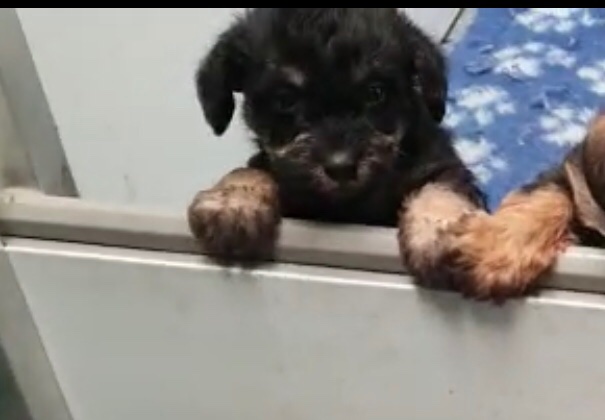 Chloemc_91's tweet photo. 19 days to go 🐶 #newpuppy #schnoodle #excitingtimesahead #Arnie #alreadyobsessed #stolenourhearts https://t.co/qrfnYYM9l4