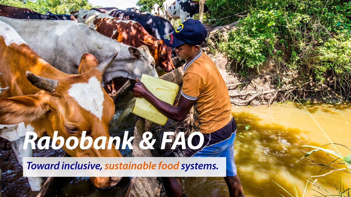 By partnering with <a href="/FAO/">Food and Agriculture Organization</a>, <a href="/Rabobank/">Rabobank</a> mobilizes our expertise and networks to contribute to #sustainable #foodsystems transformation and the solutions to reach a real “Paris Agreement on Food” that the UN <a href="/FoodSystems/">UN Food Systems Coordination Hub</a> summit 2021 should aim for. rabo.nl/FAOpartnerships